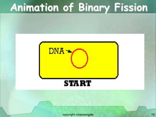 19
Animation of Binary Fission
copyright cmassengale
 