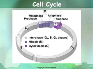 22
Cell Cycle
copyright cmassengale
 