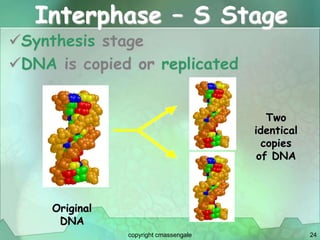 24
Interphase – S Stage
Synthesis stage
DNA is copied or replicated
Two
identical
copies
of DNA
Original
DNA
copyright cmassengale
 