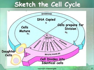 27
Sketch the Cell Cycle
Daughter
Cells
DNA Copied
Cells
Mature
Cells prepare for
Division
Cell Divides into
Identical cells
copyright cmassengale
 