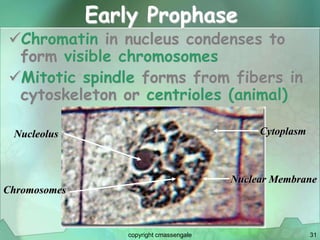 31
Early Prophase
Chromatin in nucleus condenses to
form visible chromosomes
Mitotic spindle forms from fibers in
cytoskeleton or centrioles (animal)
Chromosomes
Nucleolus Cytoplasm
Nuclear Membrane
copyright cmassengale
 