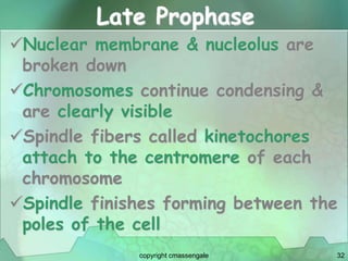 32
Late Prophase
Nuclear membrane & nucleolus are
broken down
Chromosomes continue condensing &
are clearly visible
Spindle fibers called kinetochores
attach to the centromere of each
chromosome
Spindle finishes forming between the
poles of the cell
copyright cmassengale
 