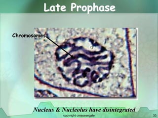 33
Late Prophase
Nucleus & Nucleolus have disintegrated
Chromosomes
copyright cmassengale
 