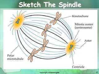 37
Sketch The Spindle
copyright cmassengale
 