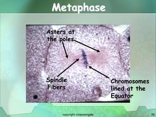 39
Metaphase
Chromosomes
lined at the
Equator
Asters at
the poles
Spindle
Fibers
copyright cmassengale
 
