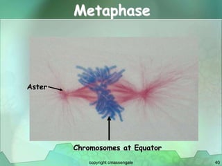 40
Metaphase
Aster
Chromosomes at Equator
copyright cmassengale
 