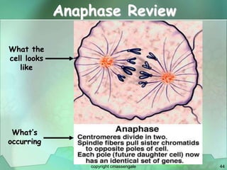 44
Anaphase Review
What the
cell looks
like
What’s
occurring
copyright cmassengale
 