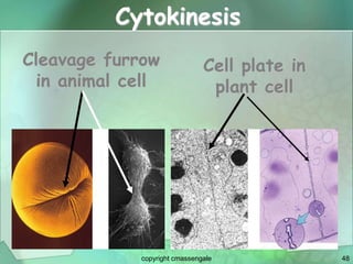 48
Cytokinesis
Cleavage furrow
in animal cell
Cell plate in
plant cell
copyright cmassengale
 