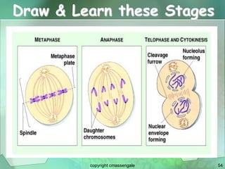 54
Draw & Learn these Stages
copyright cmassengale
 