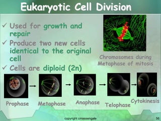 56
Eukaryotic Cell Division
 Used for growth and
repair
 Produce two new cells
identical to the original
cell
 Cells are diploid (2n)
Chromosomes during
Metaphase of mitosis
Prophase Metaphase Anaphase
Telophase
Cytokinesis
copyright cmassengale
 