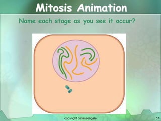 57
Mitosis Animation
Name each stage as you see it occur?
copyright cmassengale
 