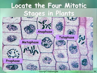 64
Locate the Four Mitotic
Stages in Plants
Metaphase
Prophase
Anaphase
Telophase
copyright cmassengale
 