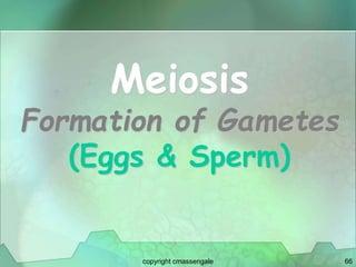 66
Meiosis
Formation of Gametes
(Eggs & Sperm)
copyright cmassengale
 