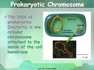 7
Prokaryotic Chromosome
The DNA of
prokaryotes
(bacteria) is one,
circular
chromosome
attached to the
inside of the cell
membrane
copyright cmassengale
 