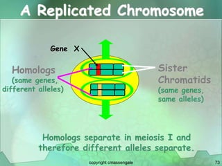 73
A Replicated Chromosome
Homologs
(same genes,
different alleles)
Sister
Chromatids
(same genes,
same alleles)
Gene X
Homologs separate in meiosis I and
therefore different alleles separate.
copyright cmassengale
 