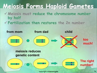 74
Meiosis Forms Haploid Gametes
 Meiosis must reduce the chromosome number
by half
 Fertilization then restores the 2n number
from mom from dad child
meiosis reduces
genetic content
too
much!
The right
number!
copyright cmassengale
 