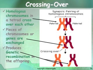 79
Crossing-Over
 Homologous
chromosomes in
a tetrad cross
over each other
 Pieces of
chromosomes or
genes are
exchanged
 Produces
Genetic
recombination in
the offspring
copyright cmassengale
 