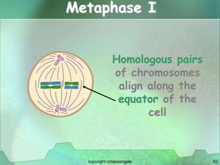 82
Metaphase I
Homologous pairs
of chromosomes
align along the
equator of the
cell
copyright cmassengale
 