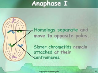 83
Anaphase I
Homologs separate and
move to opposite poles.
Sister chromatids remain
attached at their
centromeres.
copyright cmassengale
 