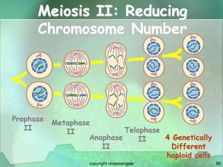 86
Meiosis II: Reducing
Chromosome Number
Prophase
II
Metaphase
II
Anaphase
II
Telophase
II 4 Genetically
Different
haploid cells
copyright cmassengale
 