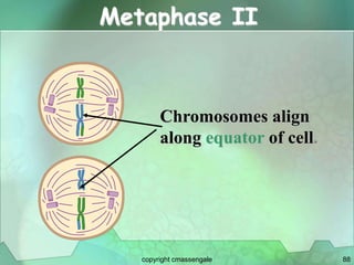 88
Metaphase II
Chromosomes align
along equator of cell.
copyright cmassengale
 