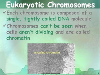 9
Eukaryotic Chromosomes
Each chromosome is composed of a
single, tightly coiled DNA molecule
Chromosomes can’t be seen when
cells aren’t dividing and are called
chromatin
copyright cmassengale
 