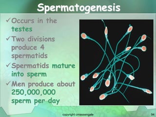 94
Spermatogenesis
Occurs in the
testes
Two divisions
produce 4
spermatids
Spermatids mature
into sperm
Men produce about
250,000,000
sperm per day
copyright cmassengale
 