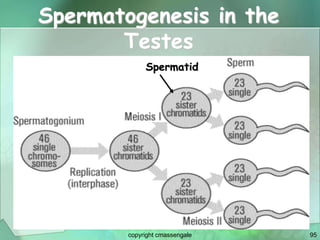 95
Spermatogenesis in the
Testes
Spermatid
copyright cmassengale
 