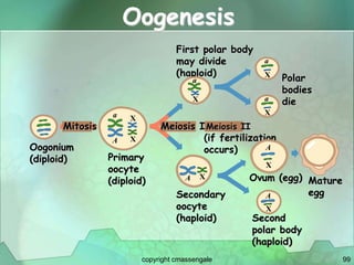 99
Oogenesis
Oogonium
(diploid)
Mitosis
Primary
oocyte
(diploid)
Meiosis I
Secondary
oocyte
(haploid)
Meiosis II
(if fertilization
occurs)
First polar body
may divide
(haploid)
Polar
bodies
die
Ovum (egg)
Second
polar body
(haploid)
a
A
X
X
a
X
A X
a
X
a
X
Mature
egg
A
X
A
X
copyright cmassengale
 