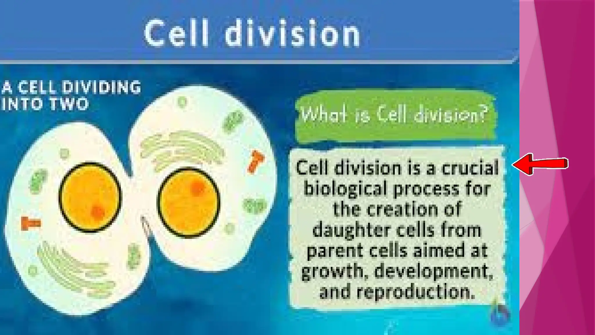 CELL CYCLE CELL DIVISION - mitosis and meiosis comparison and cell ...