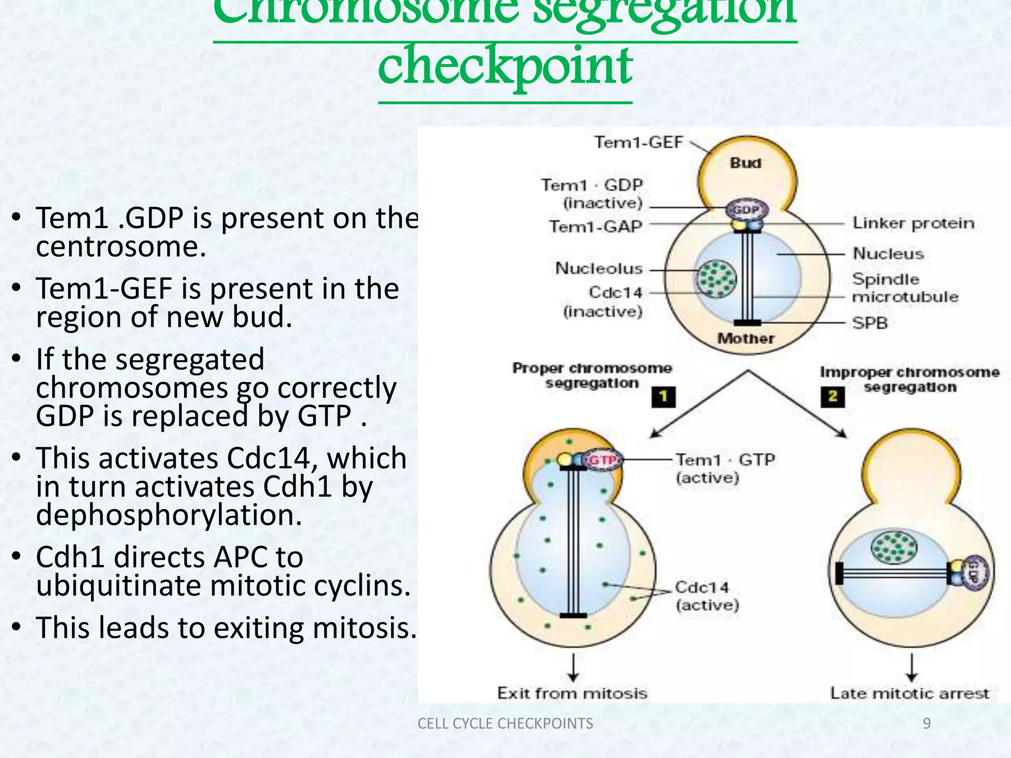 Cell cycle checkpoint PPT
