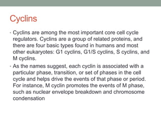 Cyclins
• Cyclins are among the most important core cell cycle
regulators. Cyclins are a group of related proteins, and
there are four basic types found in humans and most
other eukaryotes: G1 cyclins, G1/S cyclins, S cyclins, and
M cyclins.
• As the names suggest, each cyclin is associated with a
particular phase, transition, or set of phases in the cell
cycle and helps drive the events of that phase or period.
For instance, M cyclin promotes the events of M phase,
such as nuclear envelope breakdown and chromosome
condensation
 