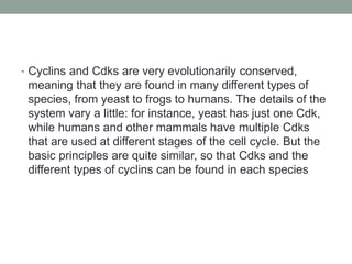 • Cyclins and Cdks are very evolutionarily conserved,
meaning that they are found in many different types of
species, from yeast to frogs to humans. The details of the
system vary a little: for instance, yeast has just one Cdk,
while humans and other mammals have multiple Cdks
that are used at different stages of the cell cycle. But the
basic principles are quite similar, so that Cdks and the
different types of cyclins can be found in each species
 