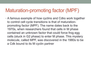 Maturation-promoting factor (MPF)
• A famous example of how cyclins and Cdks work together
to control cell cycle transitions is that of maturation-
promoting factor (MPF). The name dates back to the
1970s, when researchers found that cells in M phase
contained an unknown factor that could force frog egg
cells (stuck in G2 phase) to enter M phase. This mystery
molecule, called MPF, was discovered in the 1980s to be
a Cdk bound to its M cyclin partner
 
