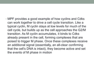 • MPF provides a good example of how cyclins and Cdks
can work together to drive a cell cycle transition. Like a
typical cyclin, M cyclin stays at low levels for much of the
cell cycle, but builds up as the cell approaches the G2/M
transition. As M cyclin accumulates, it binds to Cdks
already present in the cell, forming complexes that are
poised to trigger M phase. Once these complexes receive
an additional signal (essentially, an all-clear confirming
that the cell’s DNA is intact), they become active and set
the events of M phase in motion
 