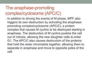 The anaphase-promoting
complex/cyclosome (APC/C)
• In addition to driving the events of M phase, MPF also
triggers its own destruction by activating the anaphase-
promoting complex/cyclosome (APC/C), a protein
complex that causes M cyclins to be destroyed starting in
anaphase. The destruction of M cyclins pushes the cell
out of mitosis, allowing the new daughter cells to enter
G1. The APC/C also causes destruction of the proteins
that hold the sister chromatids together, allowing them to
separate in anaphase and move to opposite poles of the
cell.
 