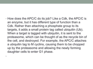 • How does the APC/C do its job? Like a Cdk, the APC/C is
an enzyme, but it has different type of function than a
Cdk. Rather than attaching a phosphate group to its
targets, it adds a small protein tag called ubiquitin (Ub).
When a target is tagged with ubiquitin, it is sent to the
proteasome, which can be thought of as the recycle bin of
the cell, and destroyed. For example, the APC/C attaches
a ubiquitin tag to M cyclins, causing them to be chopped
up by the proteasome and allowing the newly forming
daughter cells to enter G1 phase.
•
 