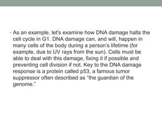 • As an example, let's examine how DNA damage halts the
cell cycle in G1. DNA damage can, and will, happen in
many cells of the body during a person’s lifetime (for
example, due to UV rays from the sun). Cells must be
able to deal with this damage, fixing it if possible and
preventing cell division if not. Key to the DNA damage
response is a protein called p53, a famous tumor
suppressor often described as “the guardian of the
genome.”
 
