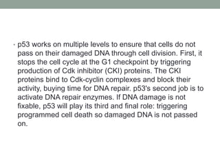 • p53 works on multiple levels to ensure that cells do not
pass on their damaged DNA through cell division. First, it
stops the cell cycle at the G1 checkpoint by triggering
production of Cdk inhibitor (CKI) proteins. The CKI
proteins bind to Cdk-cyclin complexes and block their
activity, buying time for DNA repair. p53's second job is to
activate DNA repair enzymes. If DNA damage is not
fixable, p53 will play its third and final role: triggering
programmed cell death so damaged DNA is not passed
on.
 