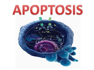 Cell cycle checkpoints, apoptosis and cancer | PPTX