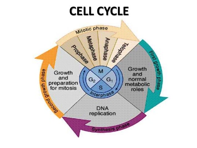 Cell Cycle Checkpoints, 08 The cell cycle : The cell cycle has four stages: