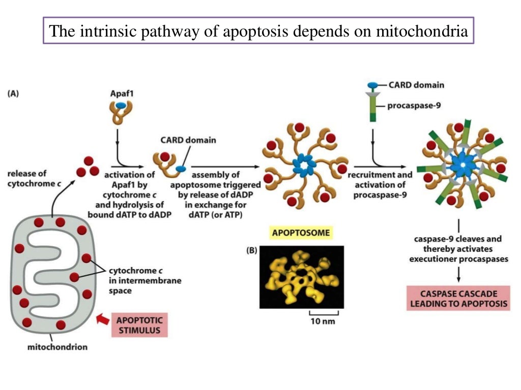 Cell cycle checkpoints, apoptosis and cancer