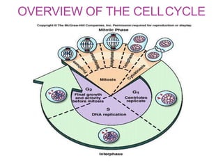 OVERVIEW OF THE CELLCYCLE
 