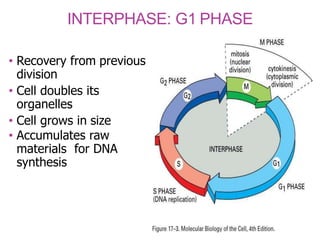 INTERPHASE: G1 PHASE
• Recovery from previous
division
• Cell doubles its
organelles
• Cell grows in size
• Accumulates raw
materials for DNA
synthesis
 