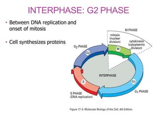 INTERPHASE: G2 PHASE
• Between DNA replication and
onset of mitosis
• Cell synthesizes proteins
 