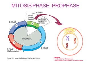 MITOSISPHASE: PROPHASE
 