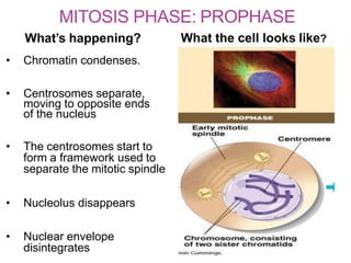 MITOSIS PHASE: PROPHASE
What’s happening? What the cell looks like?
• Chromatin condenses.
• Centrosomes separate,
moving to opposite ends
of the nucleus
• The centrosomes start to
form a framework used to
separate the mitotic spindle
• Nucleolus disappears
• Nuclear envelope
disintegrates
 