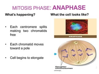 MITOSIS PHASE: ANAPHASE
What’s happening? What the cell looks like?
• Each centromere splits
making two chromatids
free
• Each chromatid moves
toward a pole
• Cell begins to elongate
 