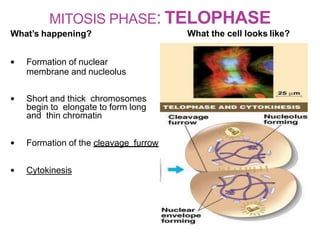MITOSIS PHASE: TELOPHASE
What’s happening? What the cell looks like?
• Formation of nuclear
membrane and nucleolus
• Short and thick chromosomes
begin to elongate to form long
and thin chromatin
• Formation of the cleavage furrow
• Cytokinesis
 