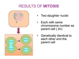 RESULTS OF MITOSIS
• Two daughter nuclei
• Each with same
chromosome number as
parent cell ( 2n)
• Genetically identical to
each other and the
parent cell
 